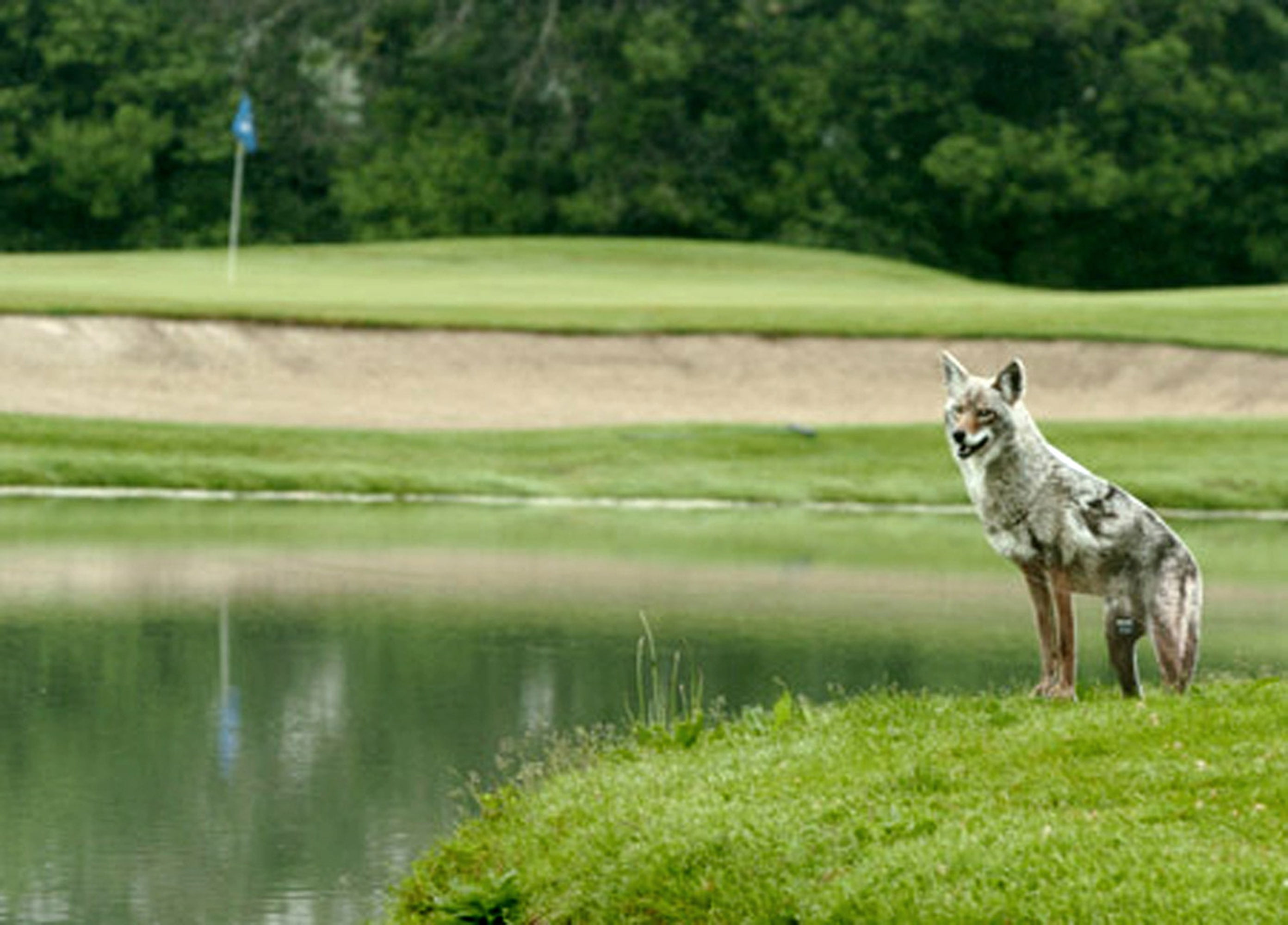 Coyote Decoy Goose and Duck Repellant, scare geese and ducks 1 Best