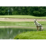 BIRD-X INC. Coyote Decoy, 20 in H, Pet Deterrent, 24 in L x 1 in W, with Mounting Stakes, 4 lb