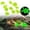 Green, variant on HonestMatter Glow in The Dark Stones, 10 Count Colorful Luminous Pebbles for Garden and Aquarium, Glowing Rocks for Walkways and Landscaping, 0.8 Inch, Green