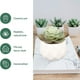 thumbnail image 4 of Laklulu decoraciones de oficina plantas en macetas con forma de plantas en macetas, 4 of 5