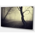 thumbnail image 2 of Old Looking Fall Forest Shoot, 2 of 3