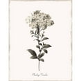 thumbnail image 3 of Donovan, Kelly 20x24 Black Modern Framed Museum Art Print Titled - Sketchbook Leadwort, 3 of 5