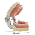 thumbnail image 4 of Yokua 32 Removable Tooth Model Study Typodont Demonstration Model Teaching Practice, 4 of 10