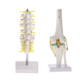 thumbnail image 1 of 1: 1 de articulación de humana de tamaño natural y 5 vértebras lumbares con cóccix, modelo de sacro, herramienta de aprendizaje educ Macarena Estatua de la articulación de la rodilla humana, 1 of 8
