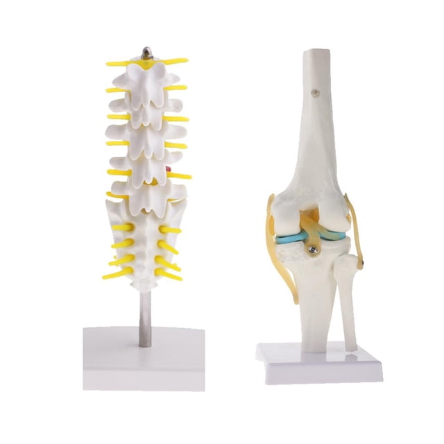 1: 1 de articulación de humana de tamaño natural y 5 vértebras lumbares con cóccix, modelo de sacro, herramienta de aprendizaje educ Macarena Estatua de la articulación de la rodilla humana