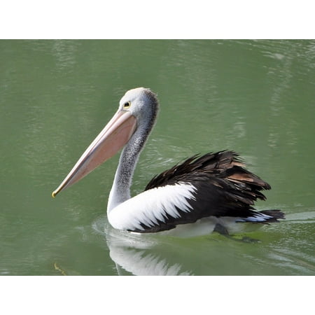 Framed Art for Your Wall Pelican Water Bird Swimming Nature Wildlife 10x13 Frame