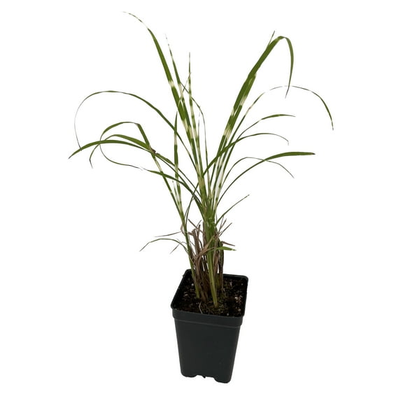 Gold Bar Maiden Grass Perennial - Miscanthus - 2.5" Pot