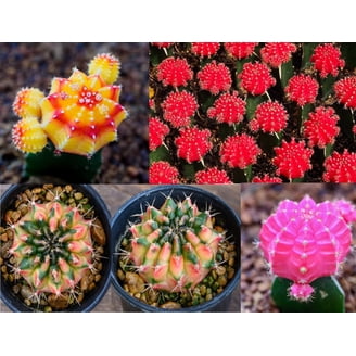 10 Rare Button Cactus Seeds - Epithelantha Micromeris - Ships from Iowa,  USA - Grow Exotic Succulent Cacti Bonsai - Walmart.com
