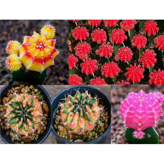 50 Gymnocalycium Species Mix Cacti Seeds - Vibrant Colored Cacti - Ships from Iowa, USA - Grow Exotic Cactus