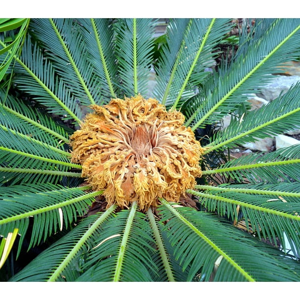 Nature Green Blossom Bloom Palm Heart Palm Plant12 Inch