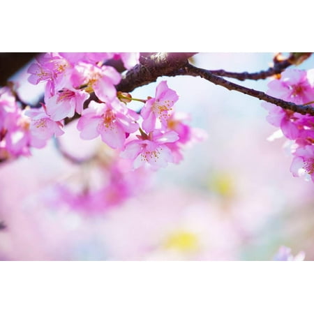 bright pink cherry blossoms in soft pastel pink blue and yellow