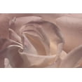 thumbnail image 2 of Crane, Rita 18x13 Gold Ornate Wood Framed with Double Matting Museum Art Print Titled - Heart of a Rose V, 2 of 4