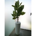 thumbnail image 4 of Jarron Maceta minimalista conica alta Green Boutique resistente para planta natural o artificial mediana, 4 of 5