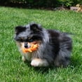 thumbnail image 4 of Multipet Latex Baby Pigs, 2 Pack Dog Toy, 4 of 8