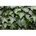 thumbnail image 2 of 6 plants variés de couvre-sol, pot de 3,8 L (1 gal), 2 of 7