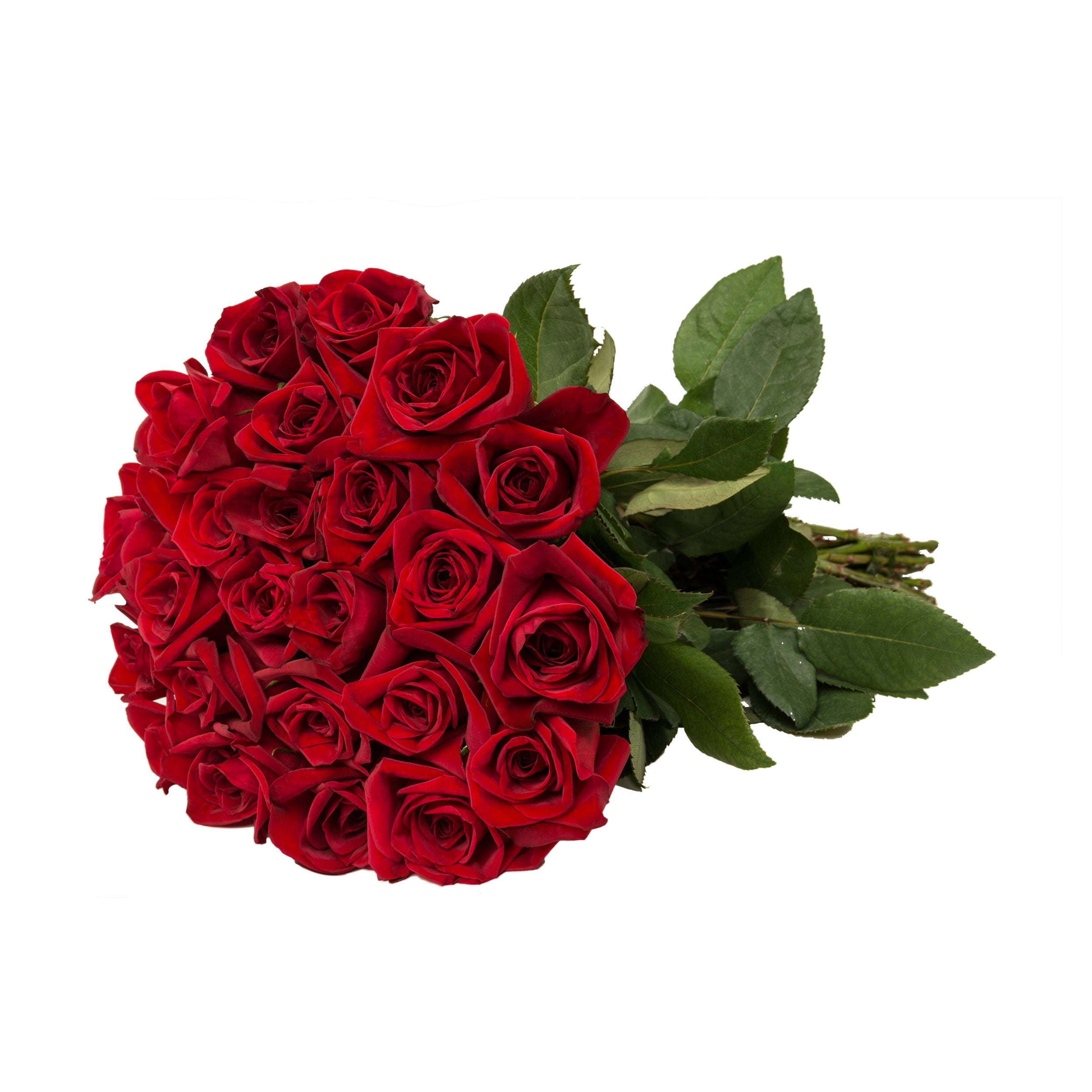 Red Roses Gift 40 cm Fresh Cut Flowers 24 Stems by Bloomingmore