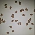 thumbnail image 2 of Roma Paste Tomato Seeds, 2 of 5