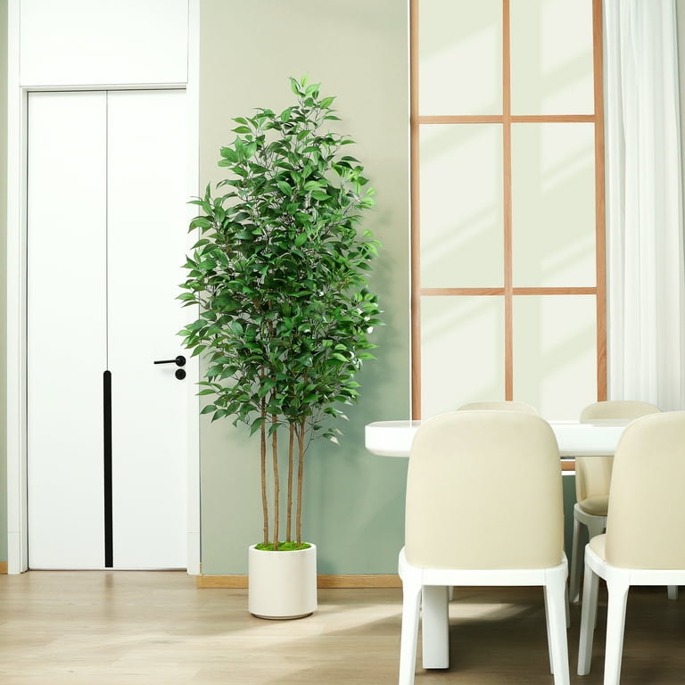 purchase jasmine plant - 1 Gallon main image 1