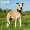 Whippet Calendar 2018 - Dog Breed Calendar - Wall Calendar 2017-2018