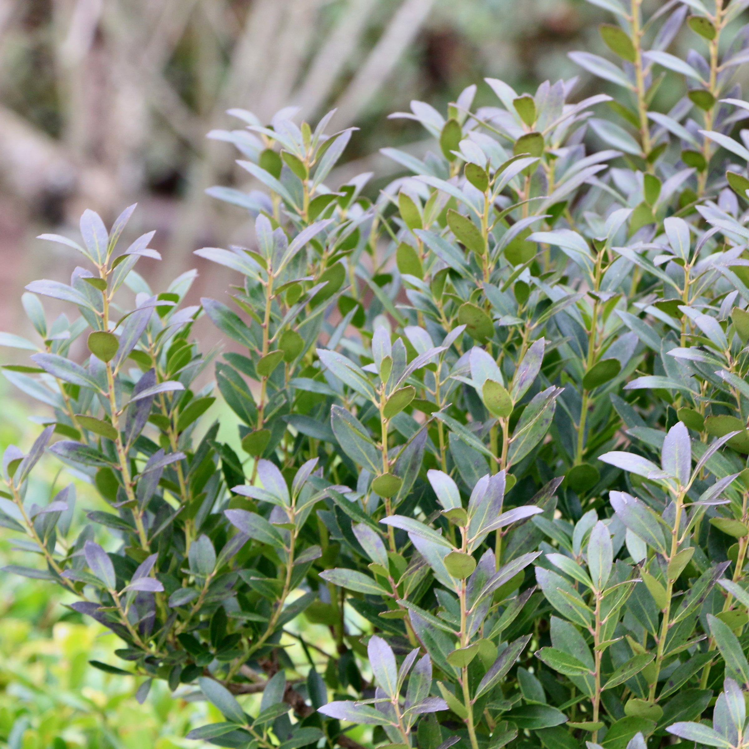1 gal Ilex Glabra Densa Live Shrub Condition with Full Sunlight
