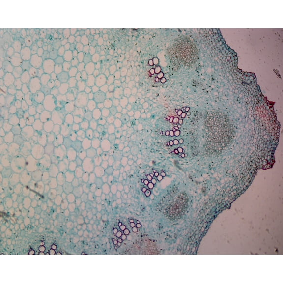 Sunflower (Helianthus) Young Stem; Cross Section by Go Science Crazy