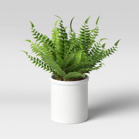 Table Top Boston Fern