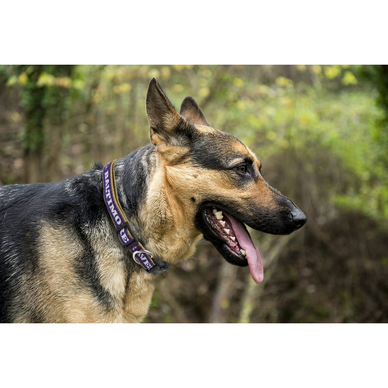 Pets First NFL Baltimore Ravens Dog Collar - Adjustable - Large -  Walmart.com