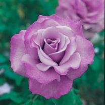 Angel Face Dormant Bare Root Floribunda Rose, Includes one dormant plant per order