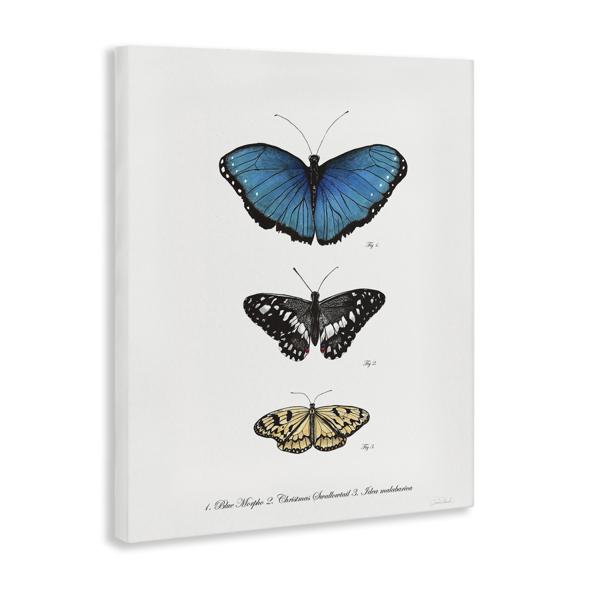 Stupell Industries Vintage Butterfly Specimens Animals & Insects Painting Gallery Wrapped Canvas Art Print Wall Art, 36 x 48