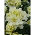 thumbnail image 2 of Capistrano Rhododendron, 2 of 8