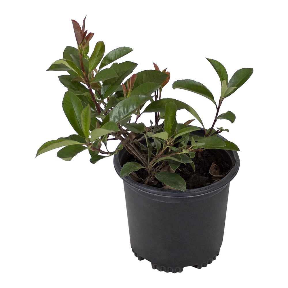Altman Plants Photinia Red Robin Shrub, Live Plant for Garden, 2.5 Qt. Pot, Easy Care, Full Sun