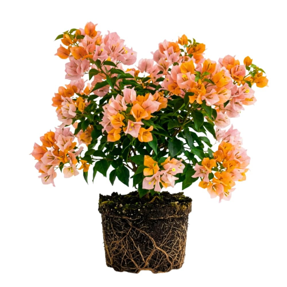 Glow Bougainvillea Live Plant, Trellis Vine Plant, 3-5 Inch Tall