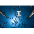 thumbnail image 2 of Gabriel, Barathieu 32x23 White Modern Wood Framed Museum Art Print Titled - Hammerhead Shark, 2 of 4