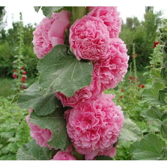 25 Double Cotton Candy Hollyhock Seeds