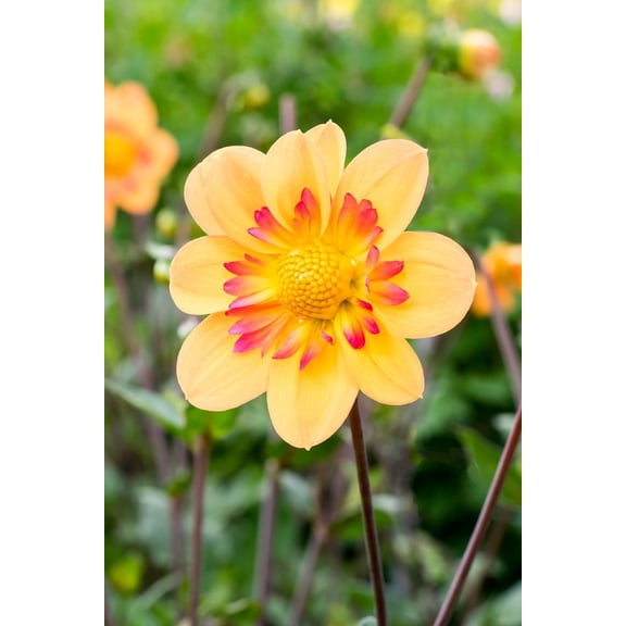 Kelsey Annie Joy Anemone Flowering Dahlia - #1 Size Root Clump - New