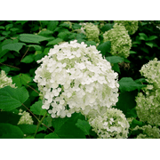Hydrangea Arborescens Annabelle - 2.5 Inch Starter Plant