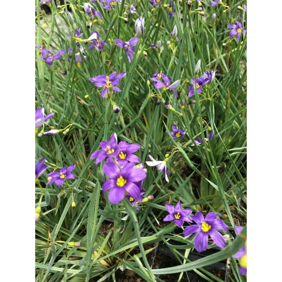 3 Sisyrinchium angustifolium 'Lucerne' Blue-Eyed Grass Live Plant in 3.5" Pots