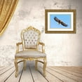 thumbnail image 3 of Goff, Ellen 24x17 Gold Ornate Wood Framed with Double Matting Museum Art Print Titled - Japan-Hokkaido-Kushiro Portrait of a white-tailed eagle in flight, 3 of 4