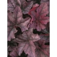 thumbnail image 3 of Better Homes and Gardens Outdoor Live Plant Heuchera Coral Bells Heureka Seasons King Pink 1QT, Shade, 3 of 5