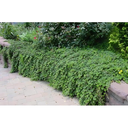 Classy Groundcovers, Rubus calycinoides, R. hayata-koidzumii, R. pentalobus, R. rolfei (25 Pots, 3 1/2 inch square)