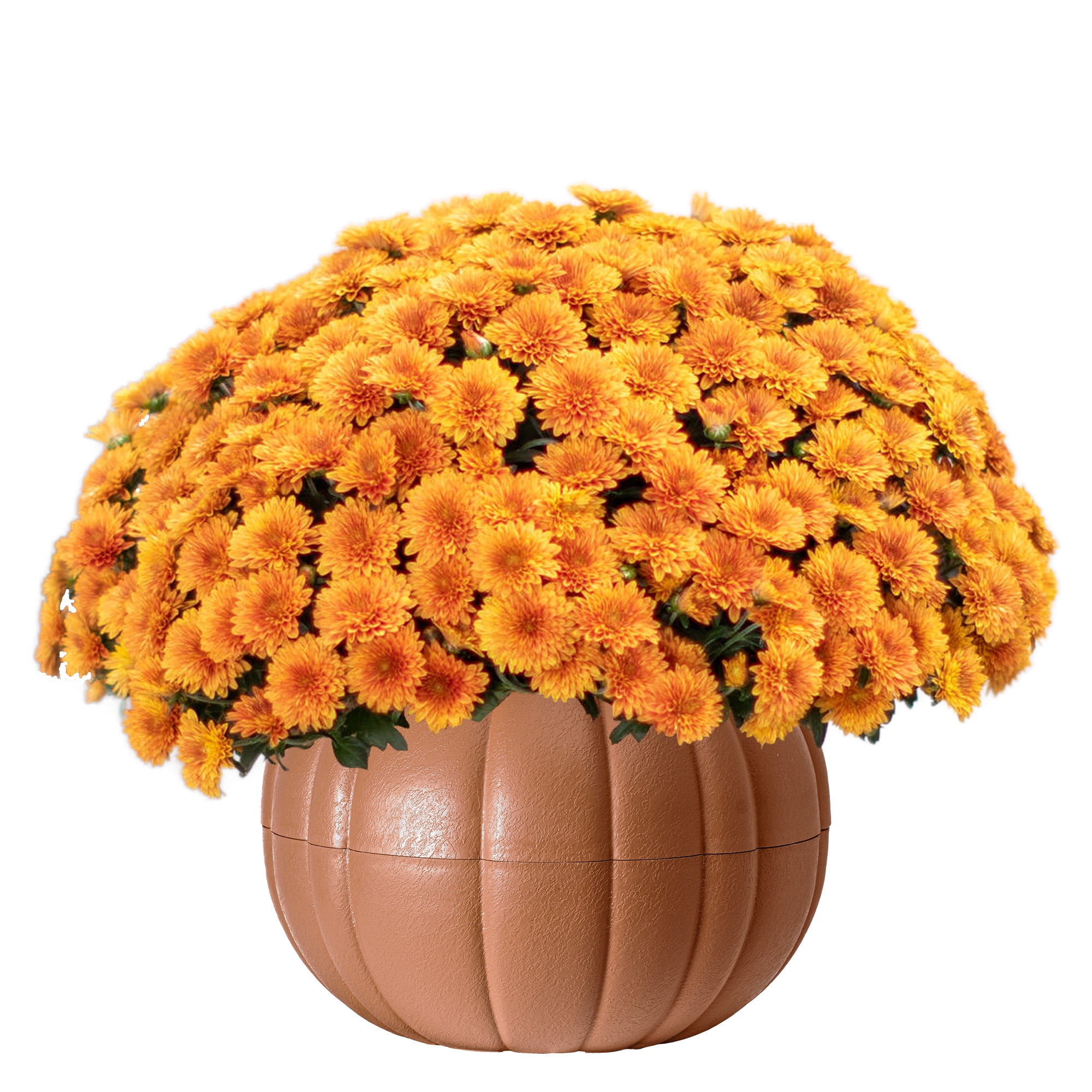 Better Homes & Gardens Assorted Mum Plant in Terracotta Clay Colored Pumpkin Planter, 3.0QT