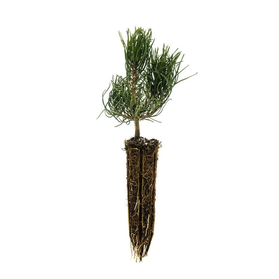 The Jonsteen Company Mugo Pine Live Tree, Eco-Friendly