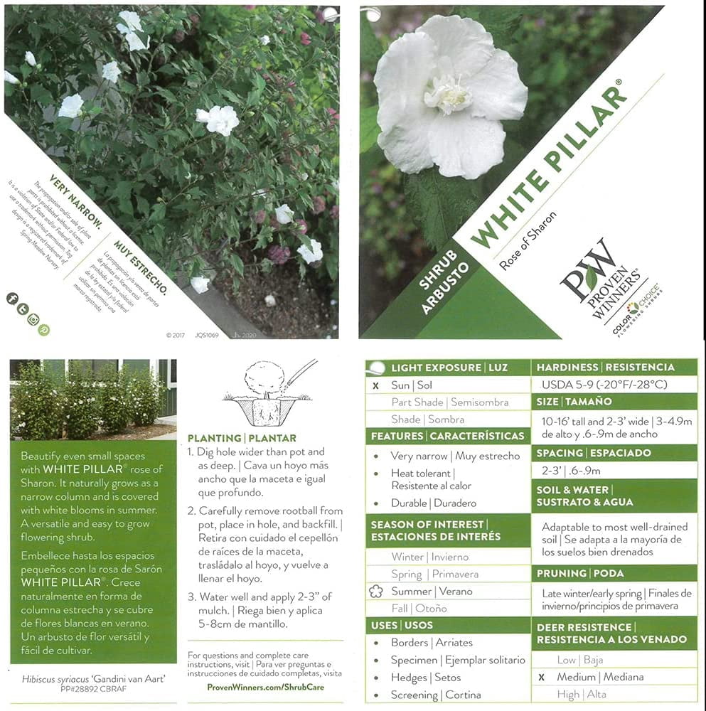 Proven Winners ColorChoice White Pillar Hibiscus Live Shrub (2 Gallon)