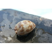 Seashell Magnet #3 - Coastal Living