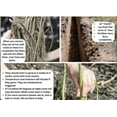thumbnail image 5 of Hand Picked Nursery Mary Washington Asparagus Bare Root Plants -2yr-Crowns - Count - 10 - Free Plant Boost Included -, 5 of 8