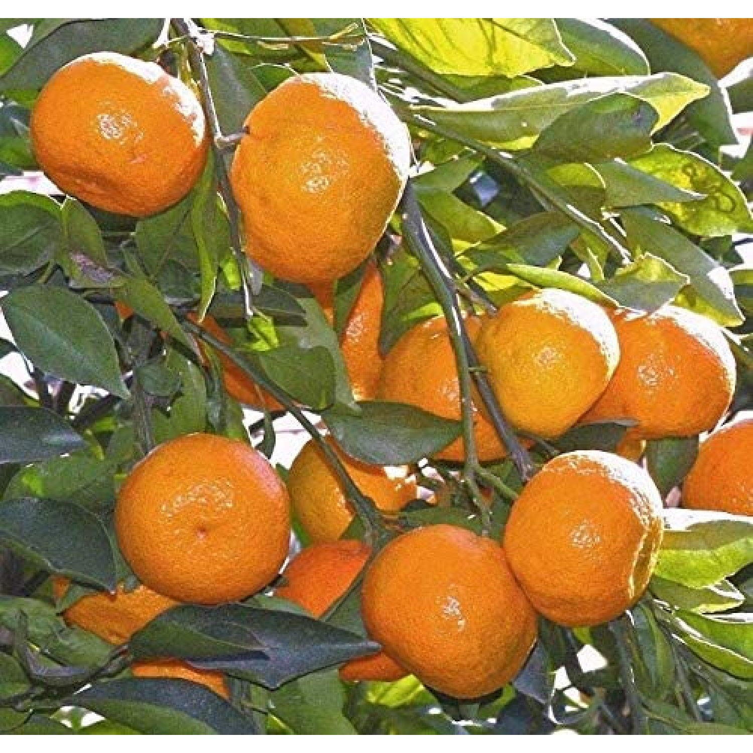 Live Plant Satsuma Fruit Tree Real Live Plant Citrus 3"6"Seedling