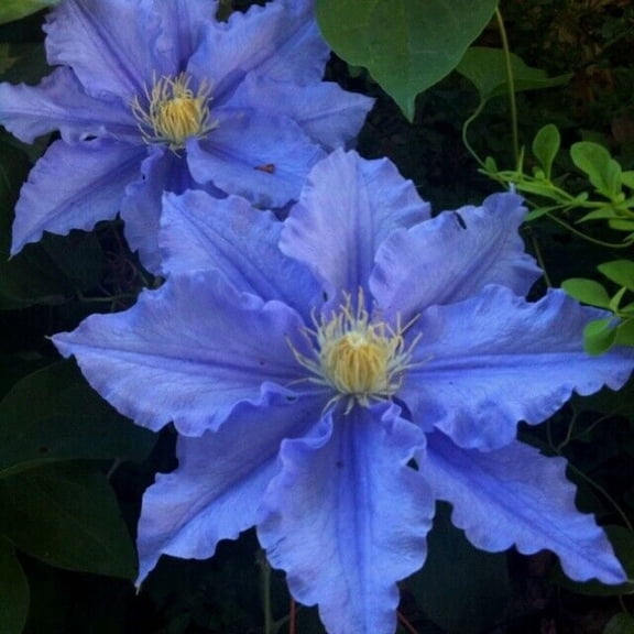 25 Blue Clematis Seeds – Climbing Perennial Vine Flower – Trellis Pergola Garden Plant
