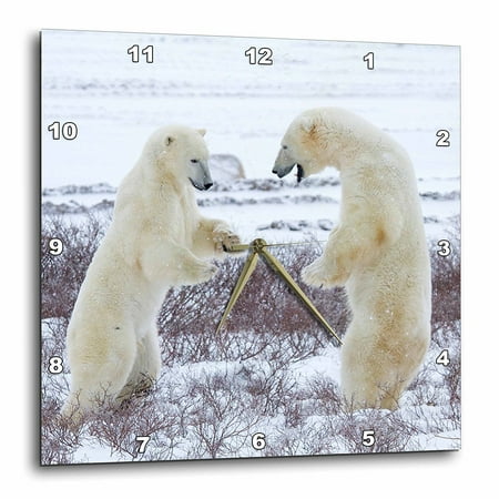 Churchill Clock - 3dRose Polar bears sparring, Churchill Wildlife Area, Churchill, MB, Canada, Wall Clock, 15 by 15-inch