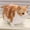 01, variant on Chubby Cat Plush Toys Stuffed Pet Cat Doll Cute Lifelike Kitten Hanging Toys Bags Decor Home Pillow