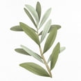 thumbnail image 2 of Allen, Kimberly 20x20 White Modern Wood Framed Museum Art Print Titled - Olive Branch 1, 2 of 4